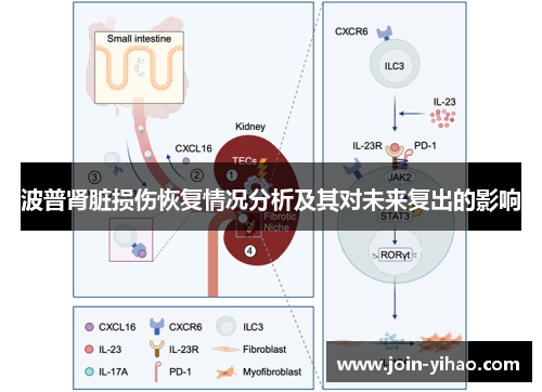 波普肾脏损伤恢复情况分析及其对未来复出的影响