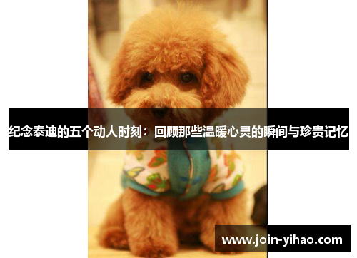 纪念泰迪的五个动人时刻：回顾那些温暖心灵的瞬间与珍贵记忆